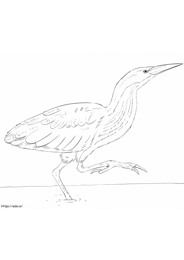 Printable Bittern coloring page