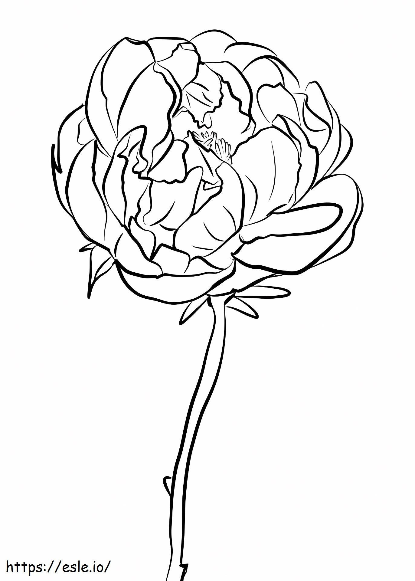 1527064086_Peony_1 coloring page