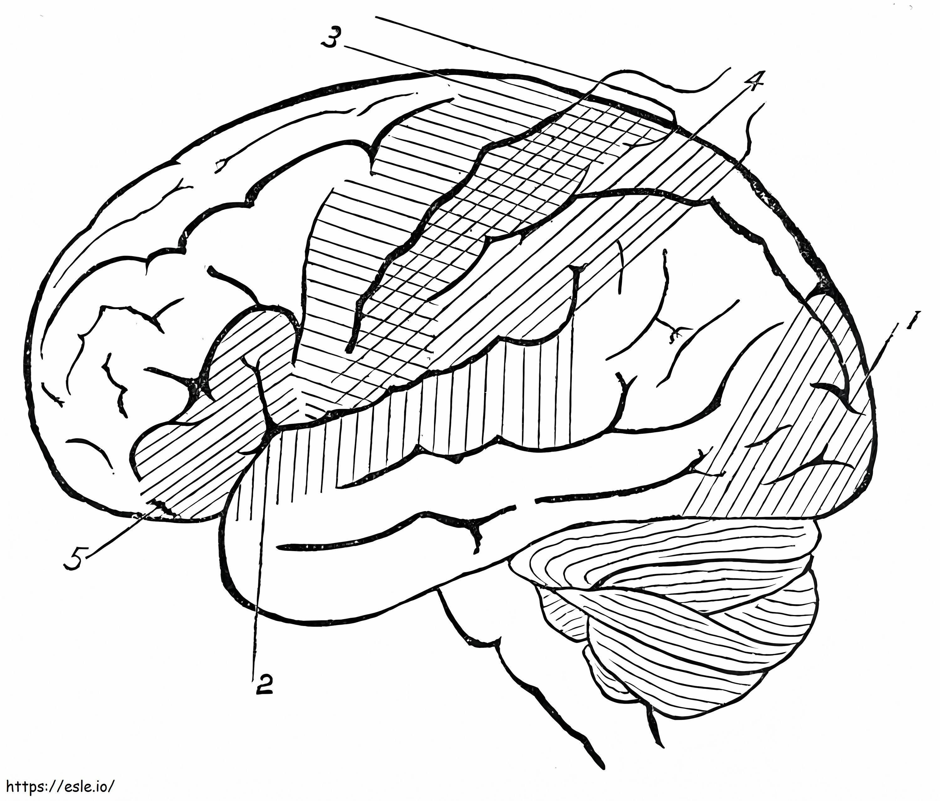 Creierul uman 14 de colorat