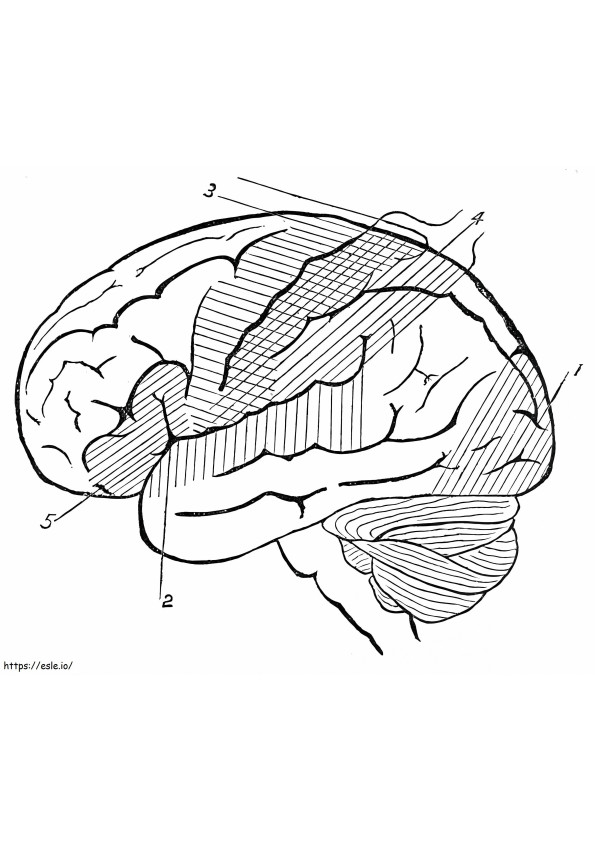 Coloriage Cerveau humain 14 à imprimer dessin