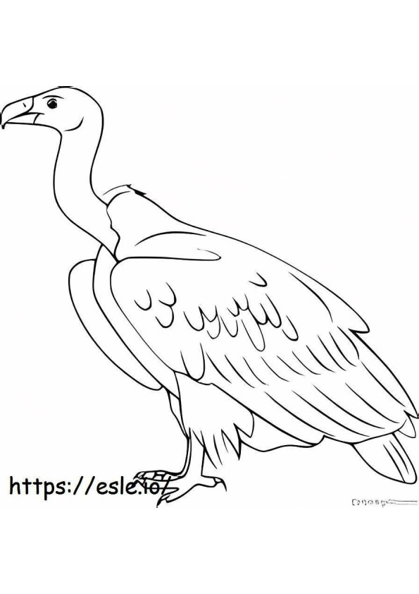 Printable Condor coloring page
