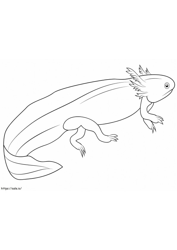 Larves de salamandre