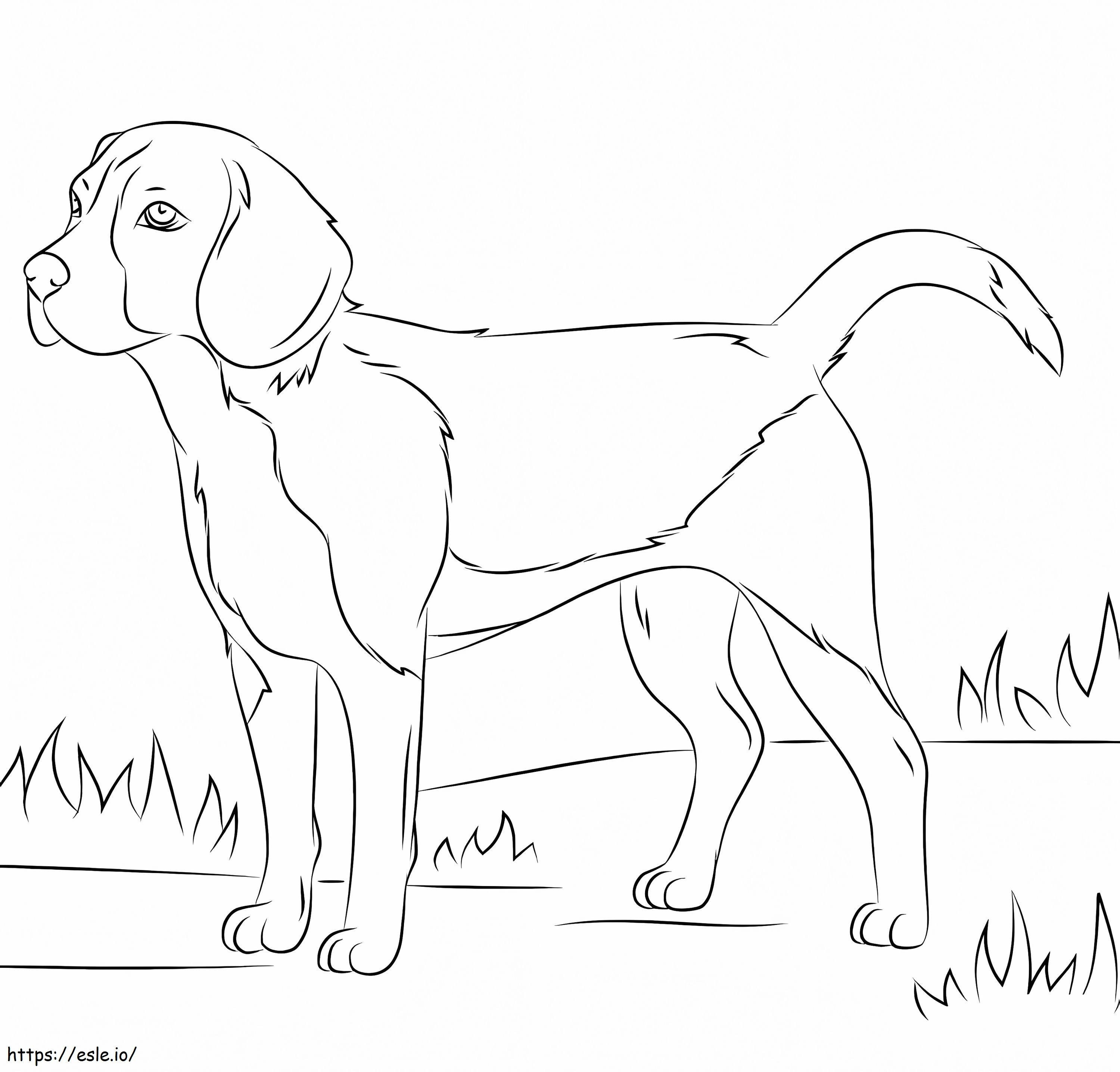 Beagle-hond kleurplaat kleurplaat