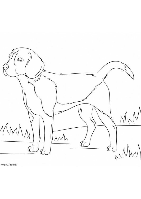 Câine Beagle de colorat