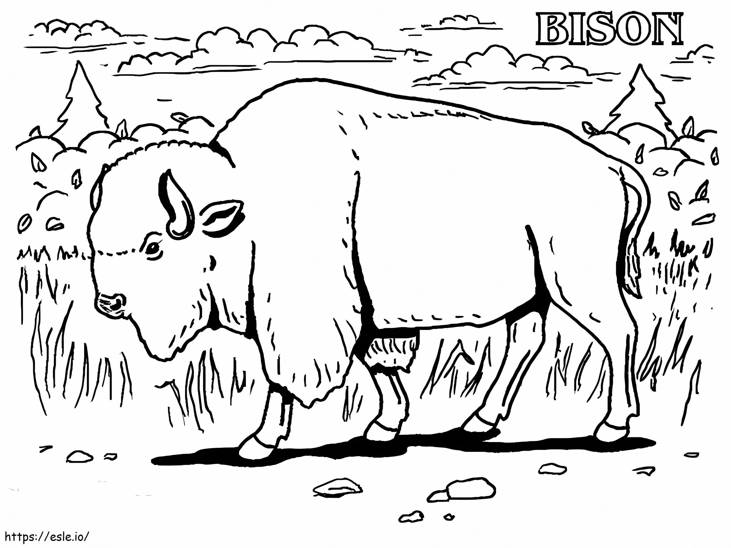 Um bisão selvagem para colorir