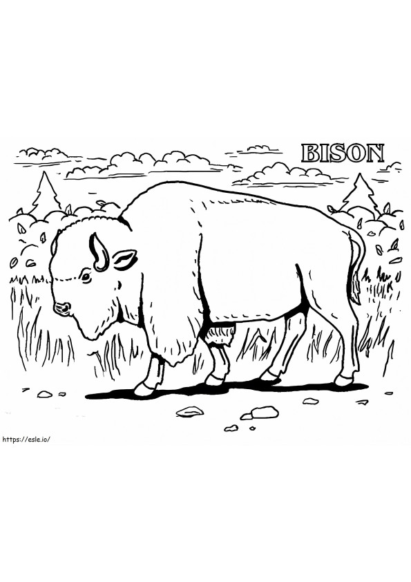 Coloriage Un bison sauvage à imprimer dessin