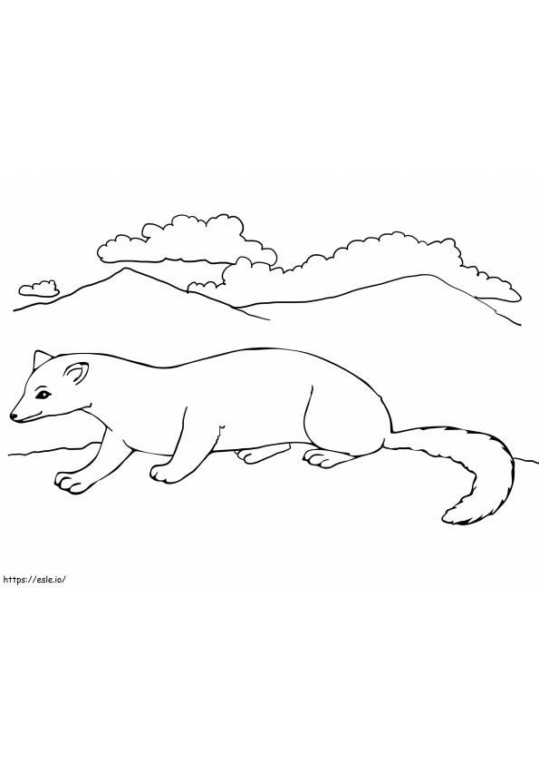 Free Ferret coloring page