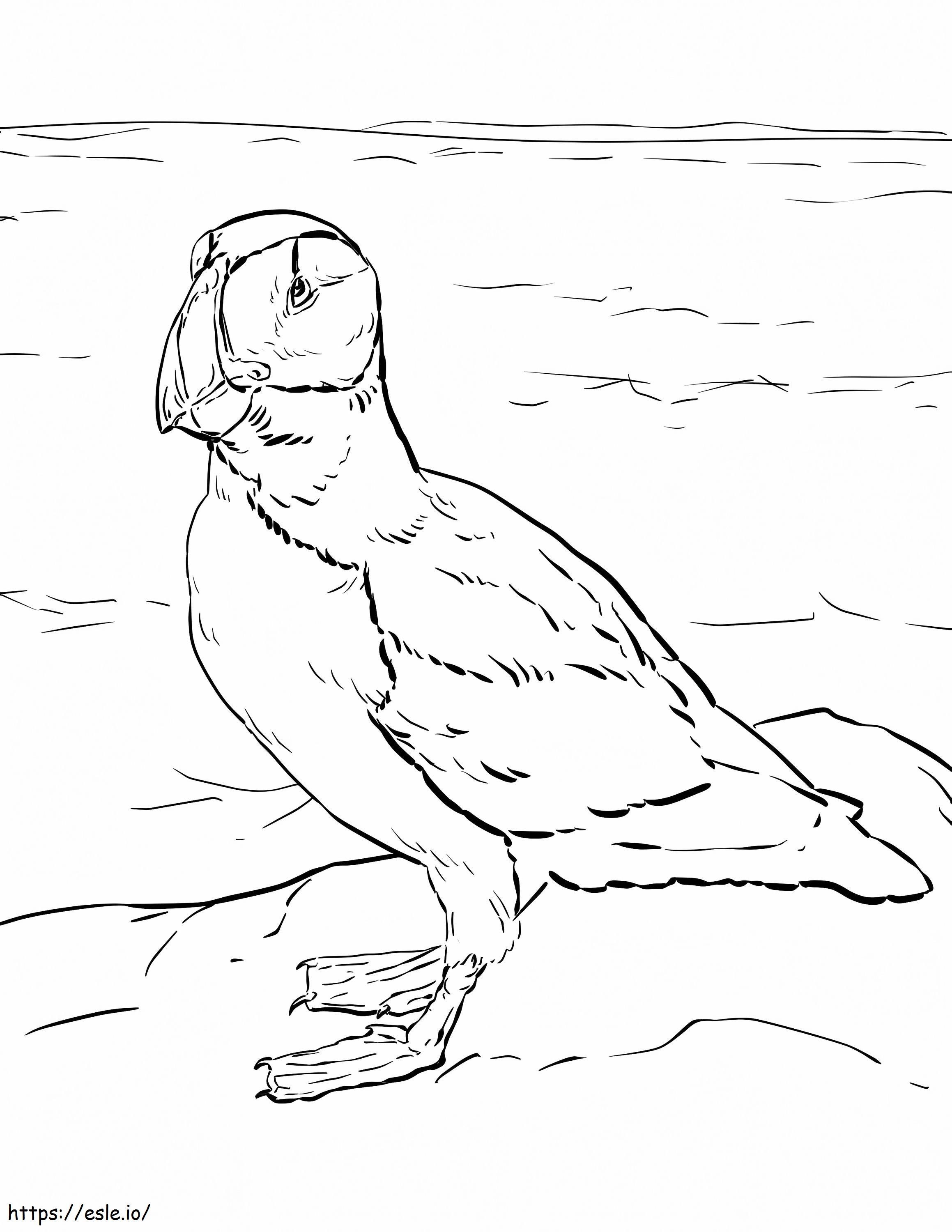1596586710 Horned Puffin coloring page