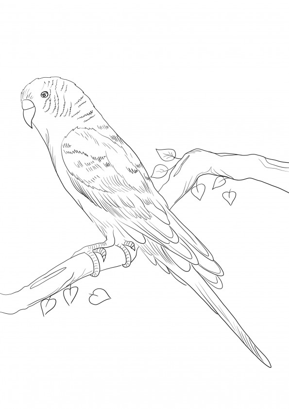 Cute Parrot to download and color for kids
