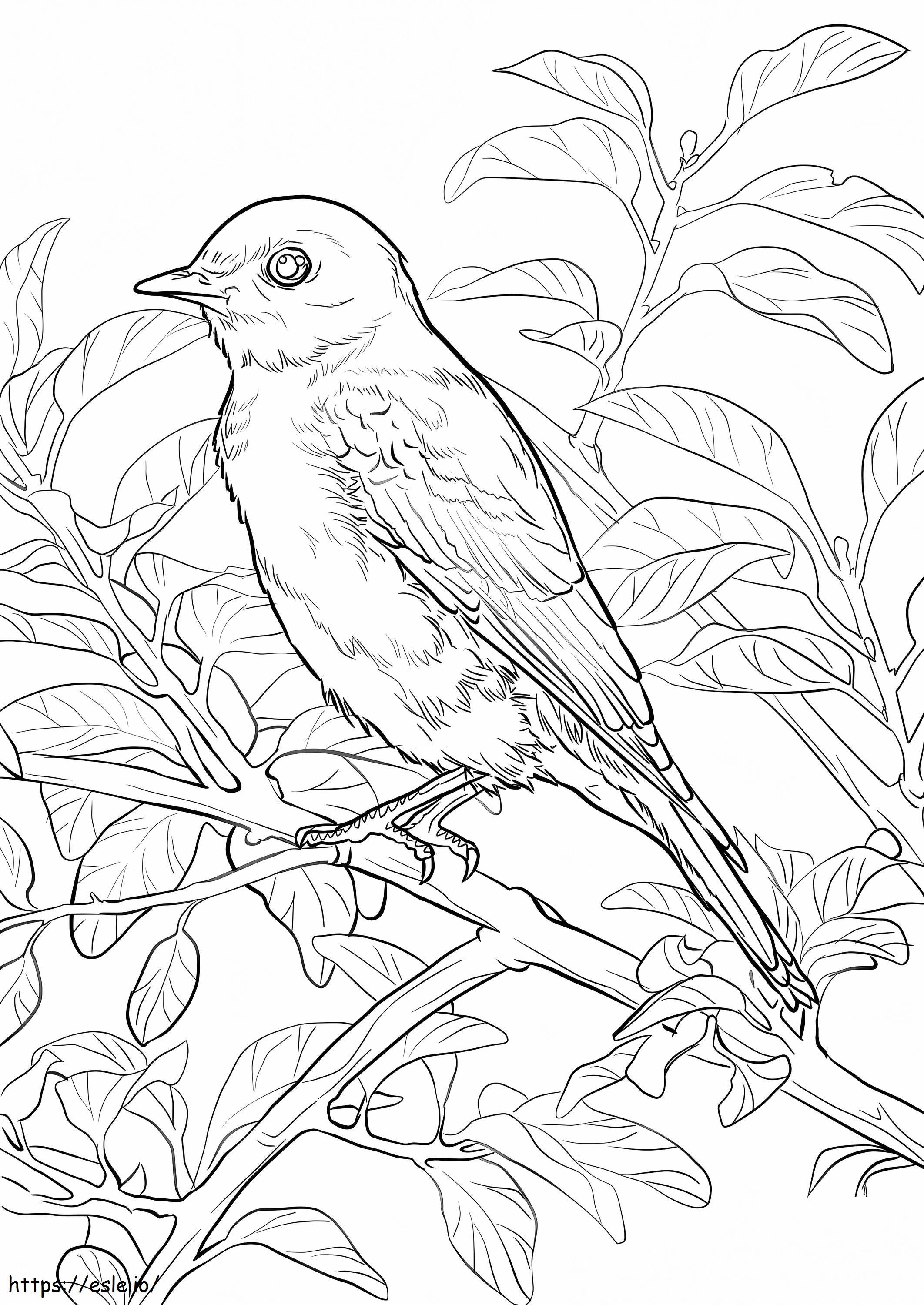 Östlicher Bluebird 725X1024 ausmalbilder