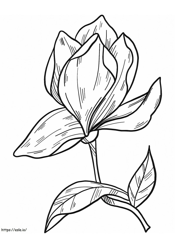 Coloriage Fleur de magnolia 5 à imprimer dessin