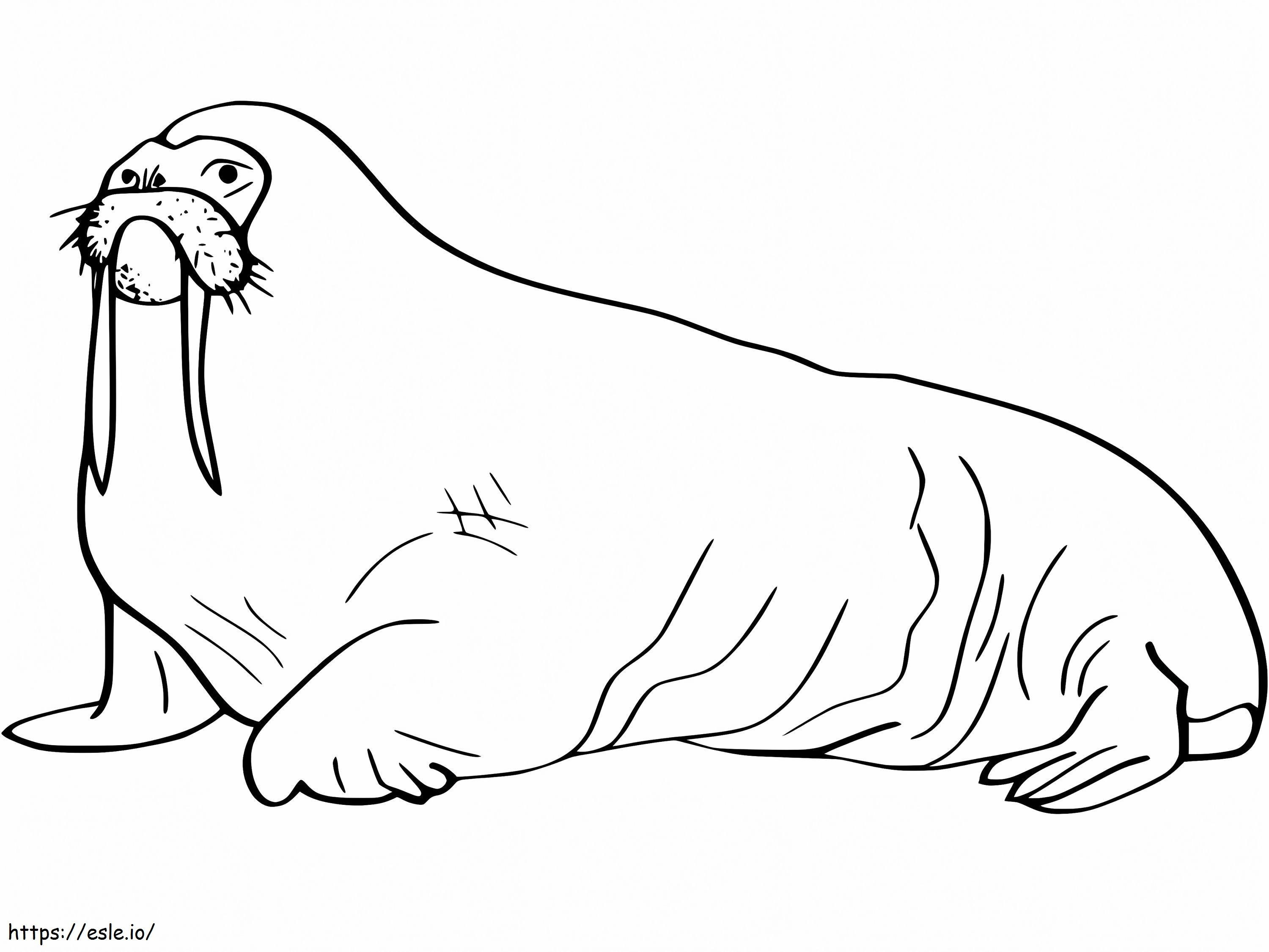 Walrus 22 coloring page