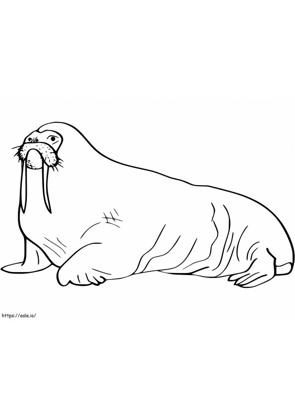 Walrus 22 coloring page