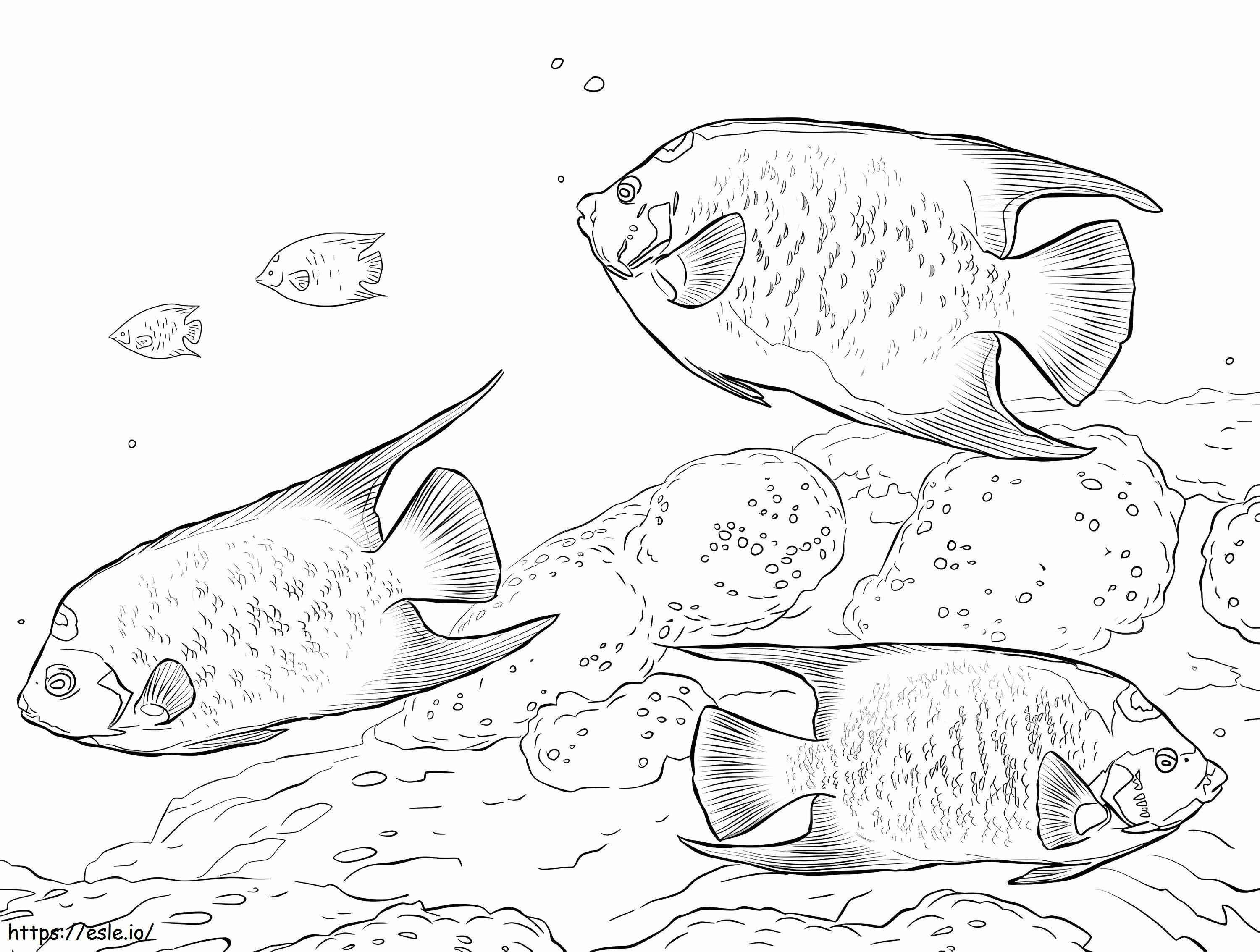 Queen Angelfishes coloring page