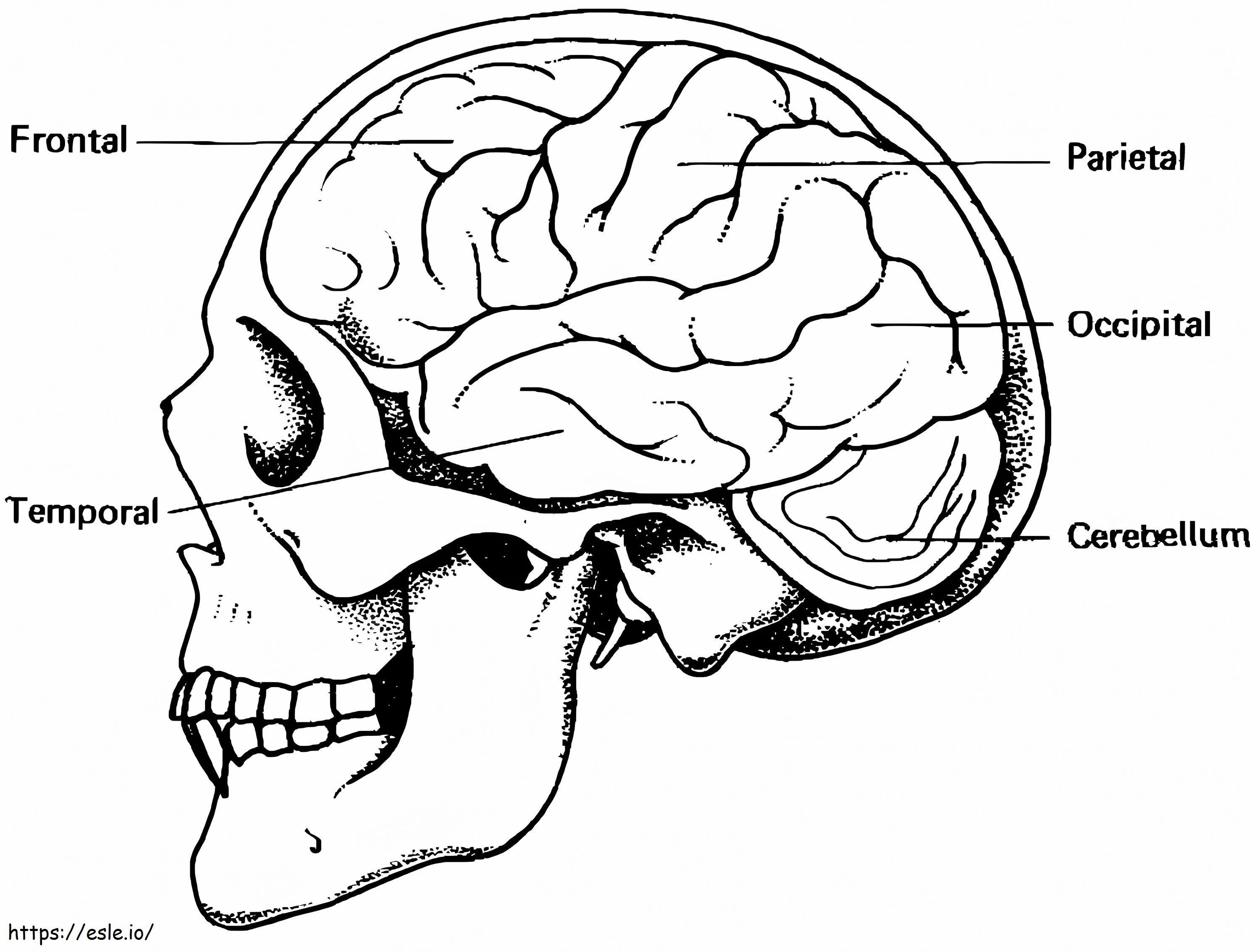 Ihmisen aivot 4 värityskuva