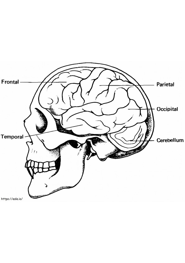 Creierul uman 4 de colorat