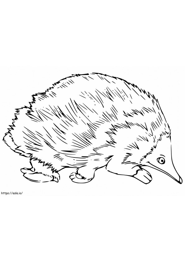 Echidna 2 coloring page