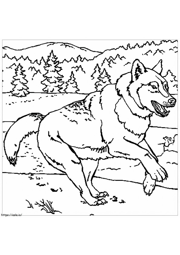 Wolf tekening kleurplaat