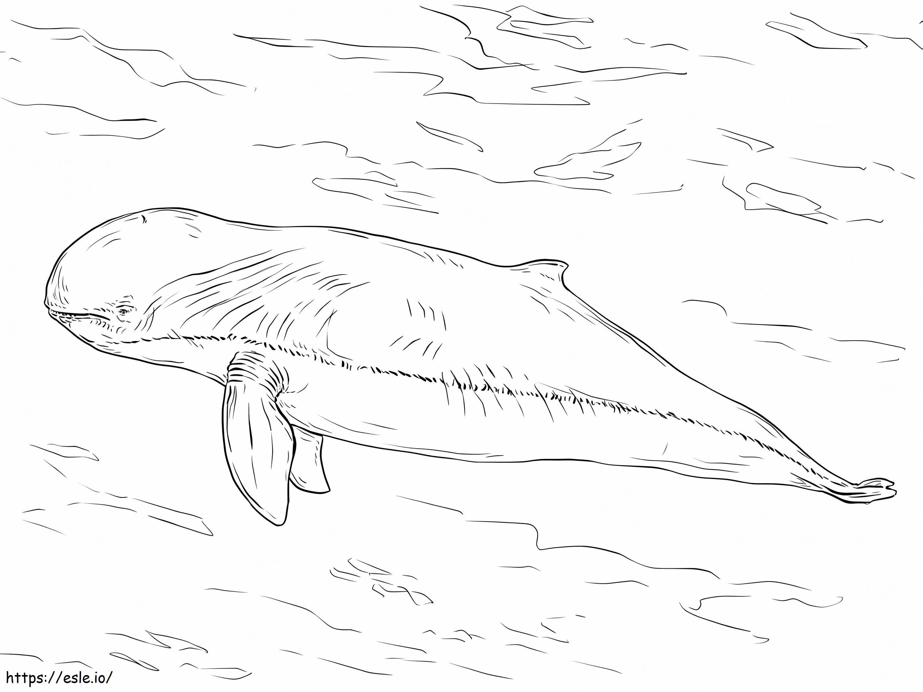Irrawaddy Dolphin 1024X768 coloring page