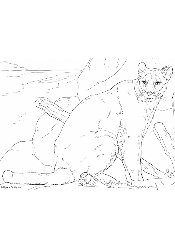 Realistic Cougar coloring page