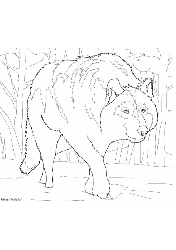 Crouching Gray Wolf coloring page