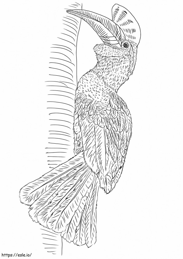 Knobbed Hornbill coloring page