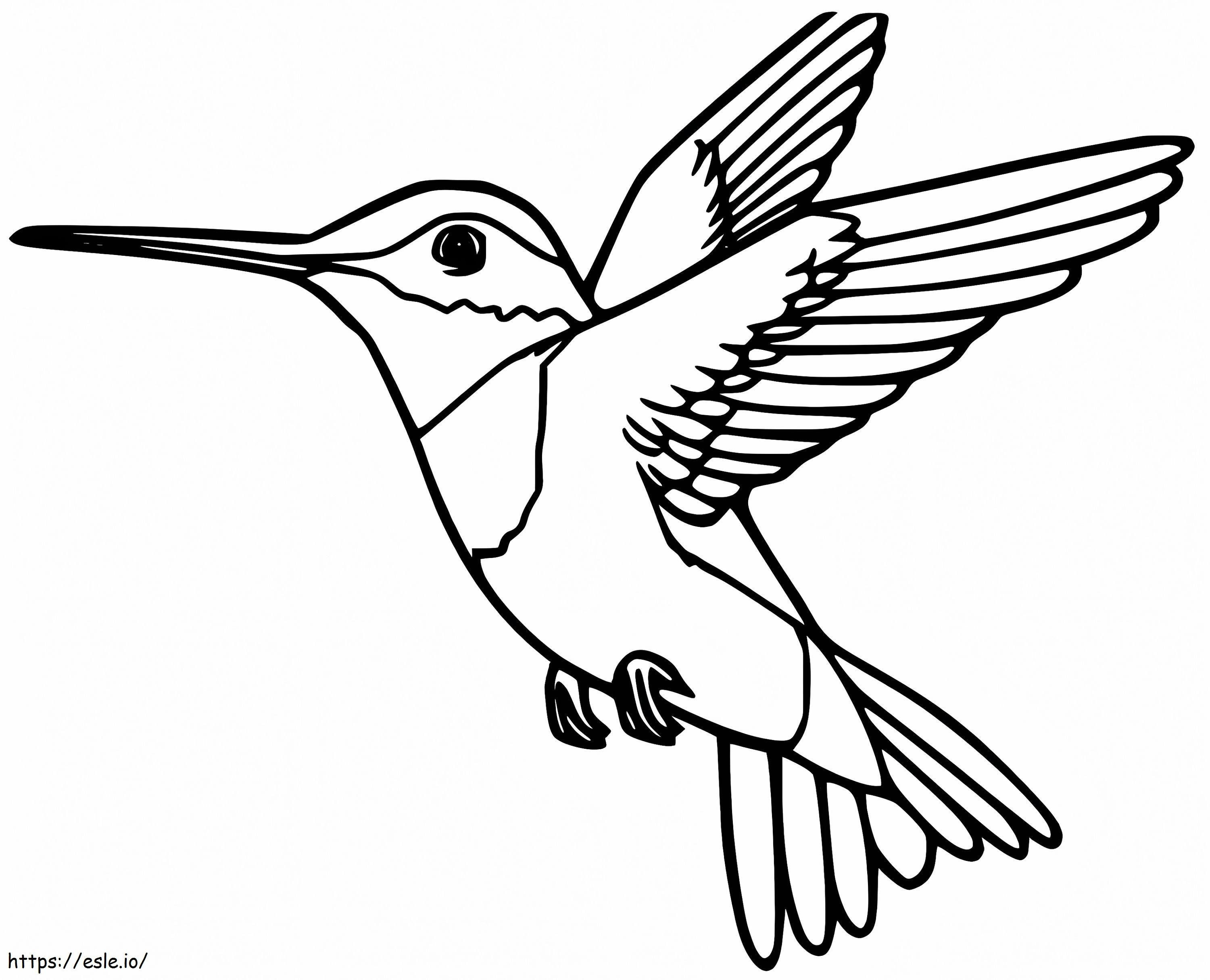 Pasărea colibri Anas de colorat