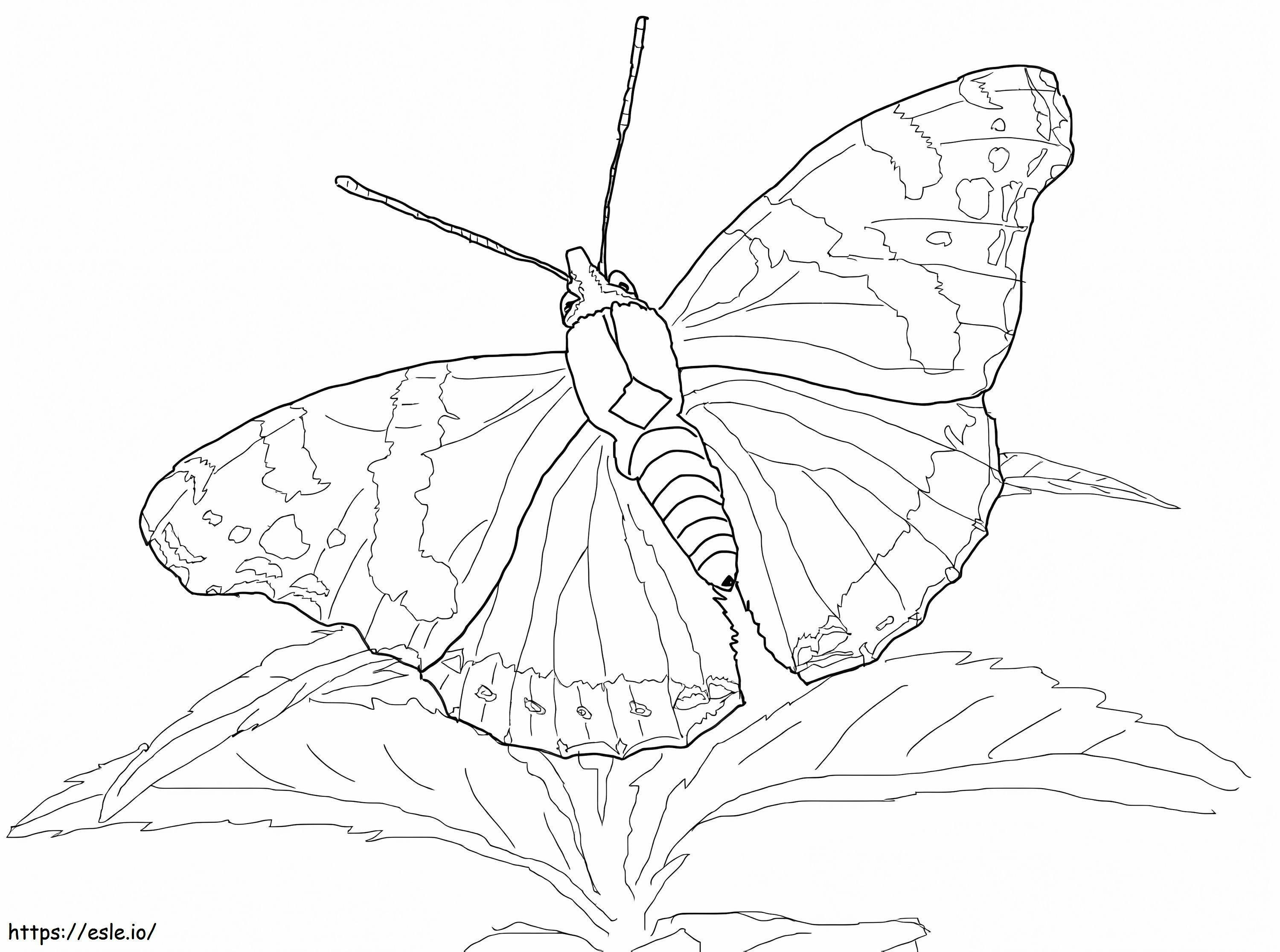 Coloriage Papillon amiral rouge à imprimer dessin