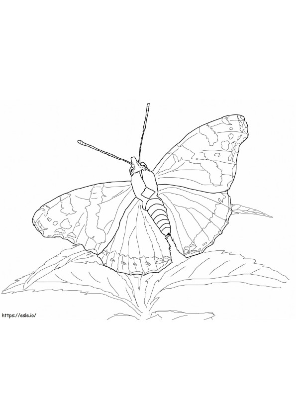 Coloriage Papillon amiral rouge à imprimer dessin