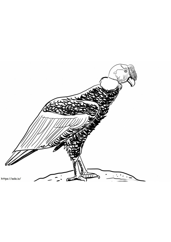 Realistic Condor coloring page