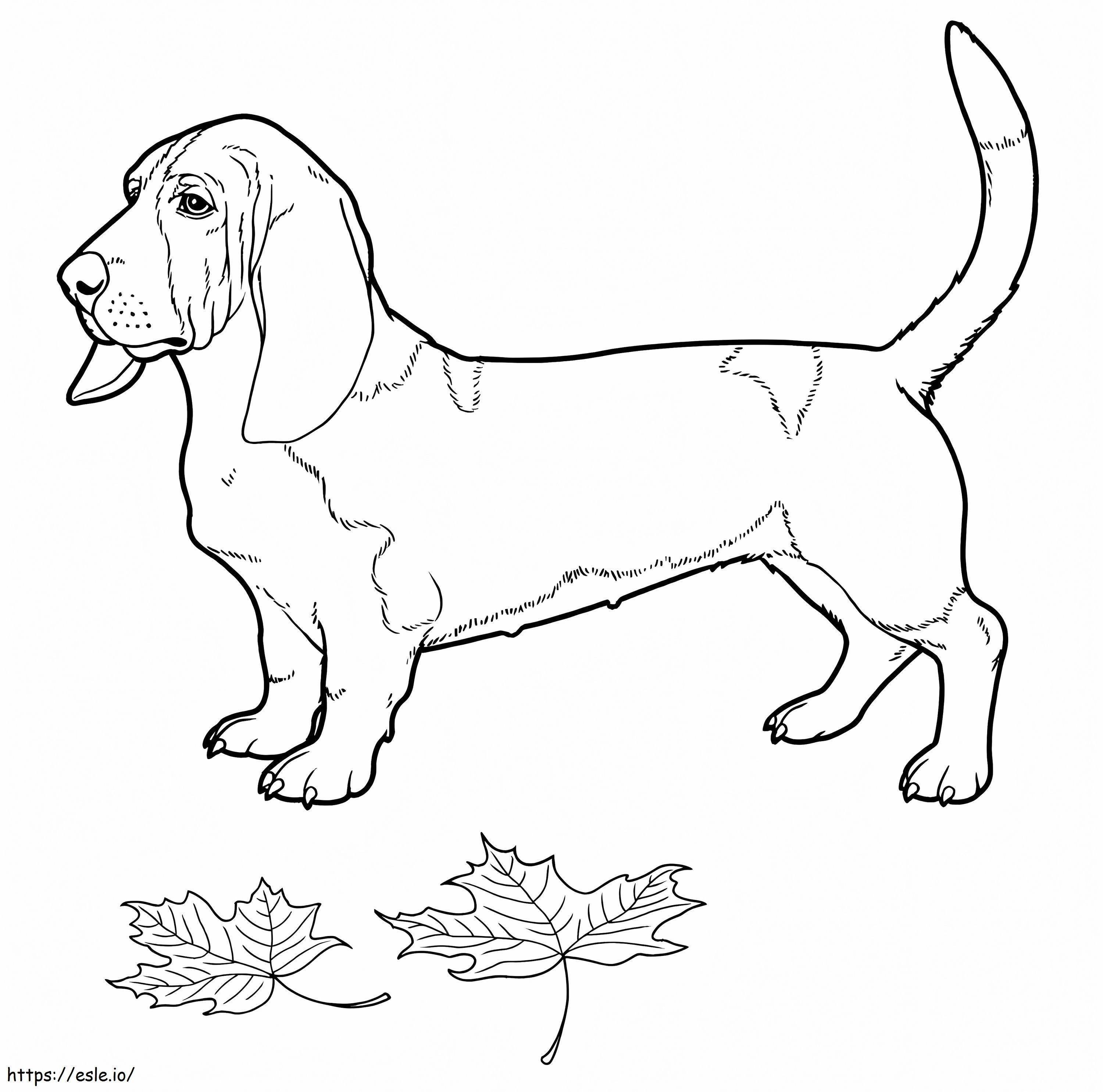 Câine Basset Hound de colorat