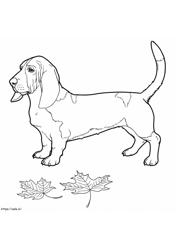 Câine Basset Hound de colorat
