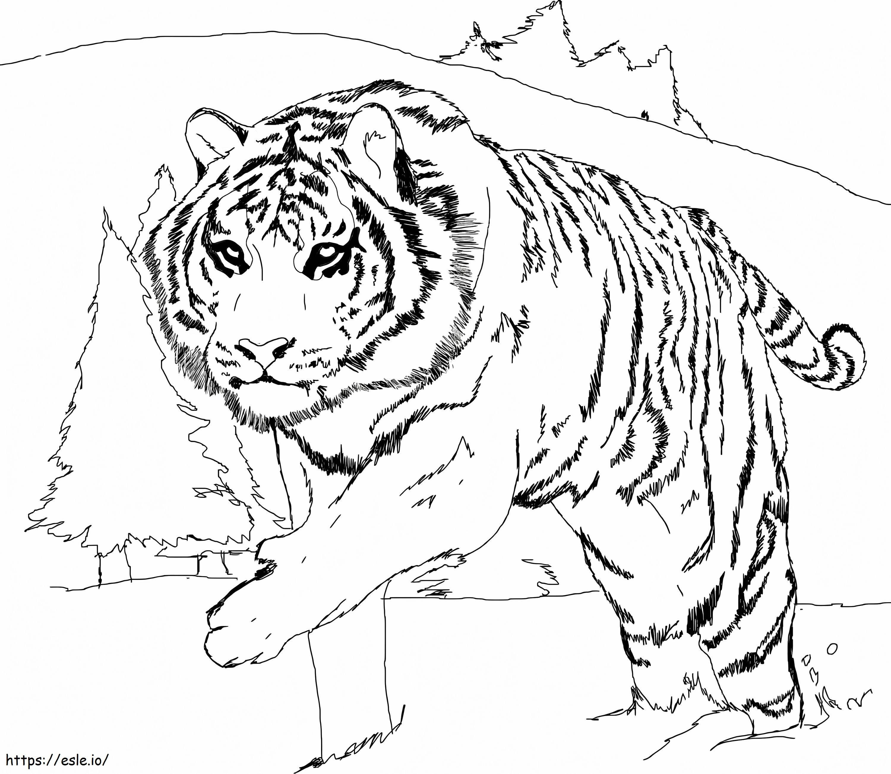 Tigre branco para colorir