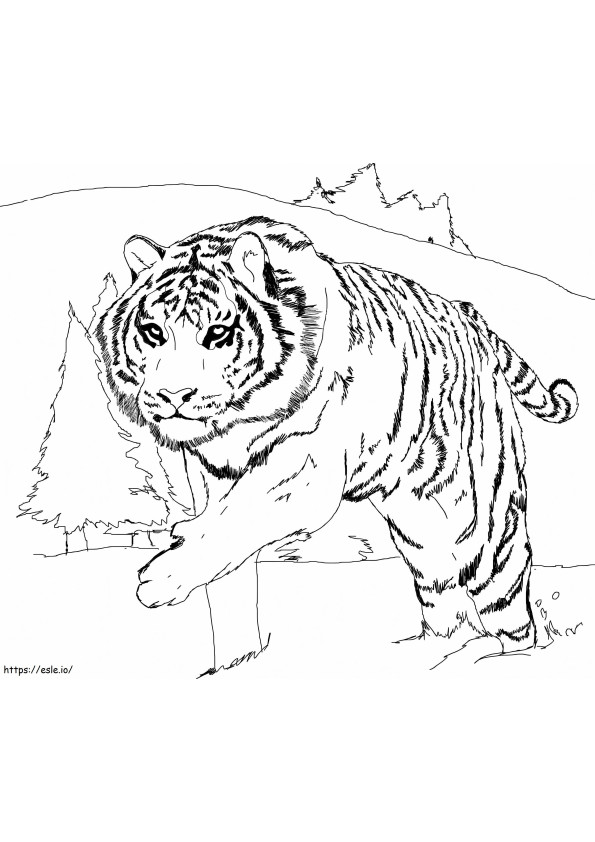 Coloriage tigre blanc à imprimer dessin