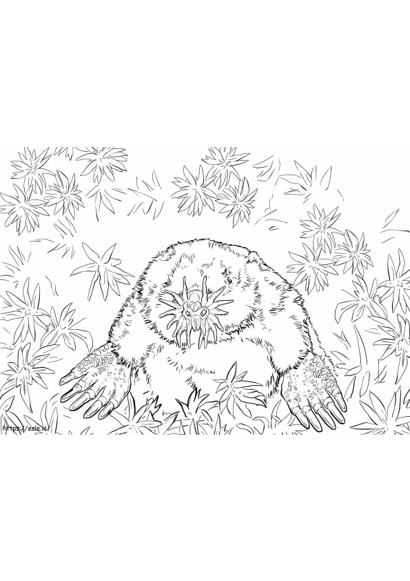 Realistic Star Nosed Mole coloring page