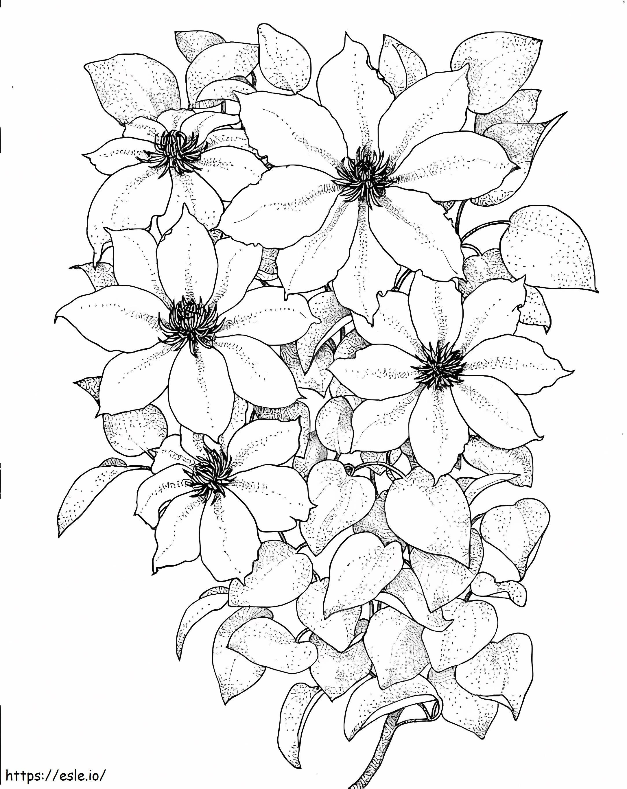 Clematis Simple coloring page