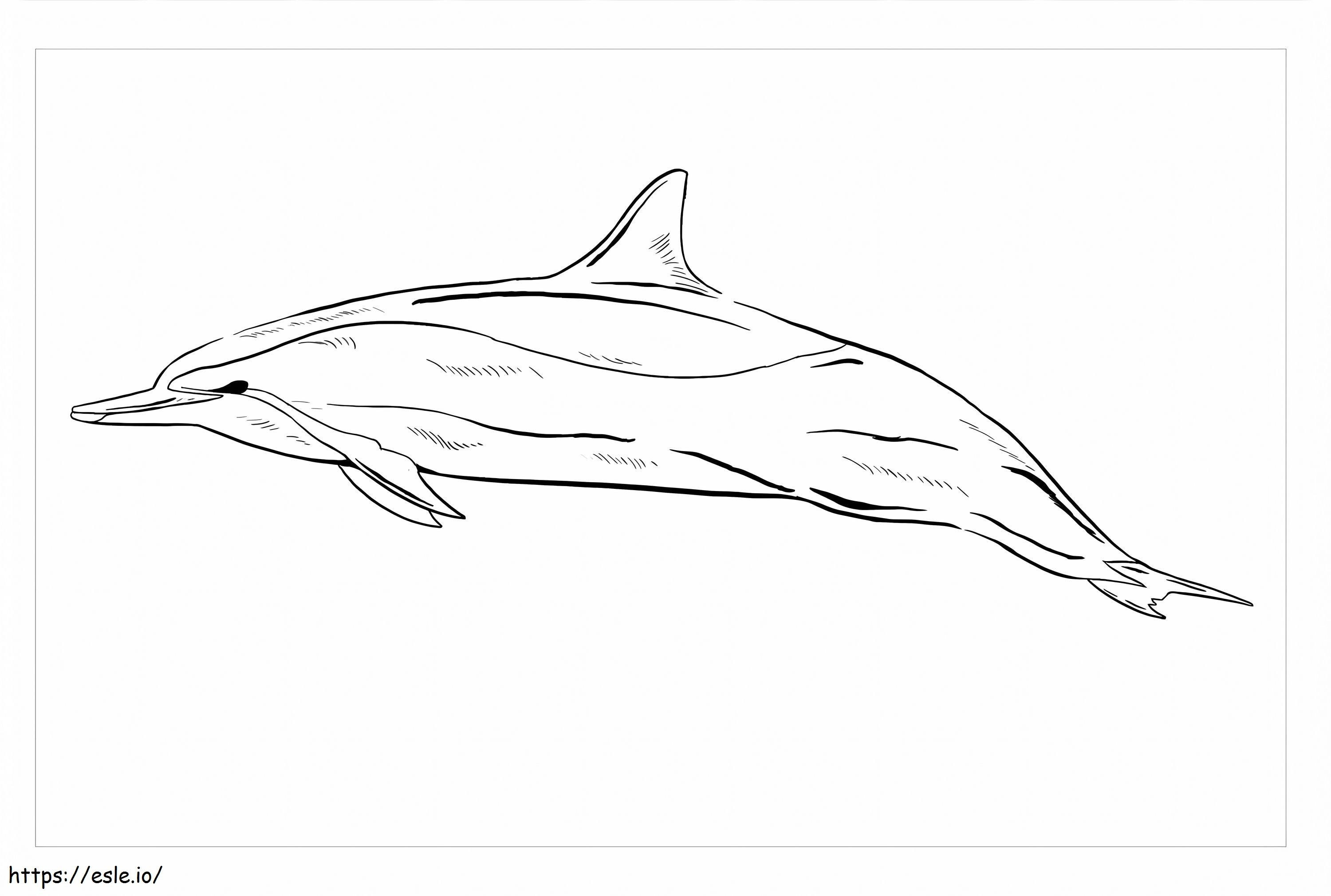 Delfinul Spinner de colorat