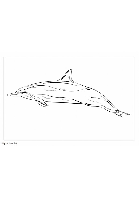 Spinner Dolphin värityskuva