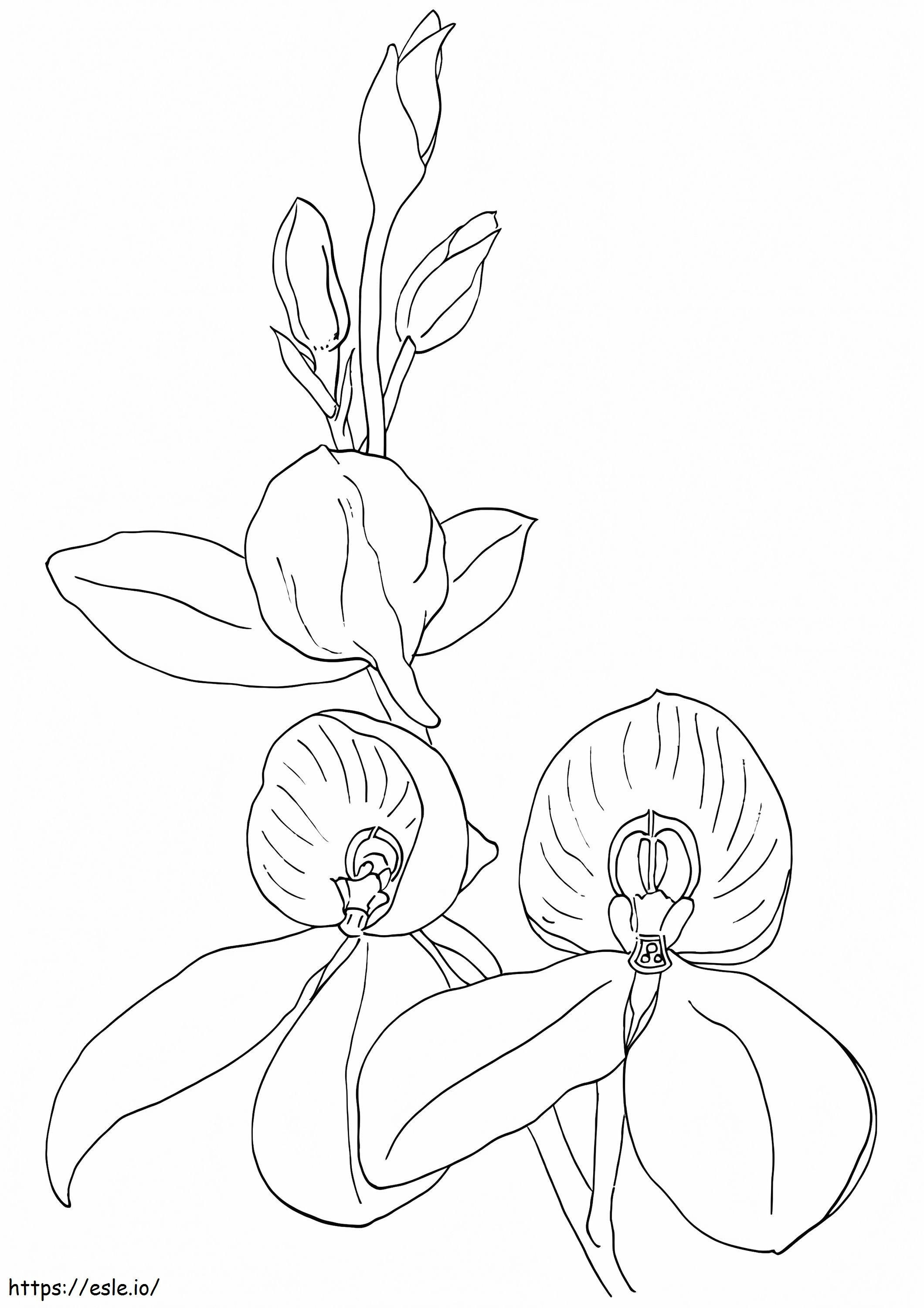 Orchid Free Printable coloring page
