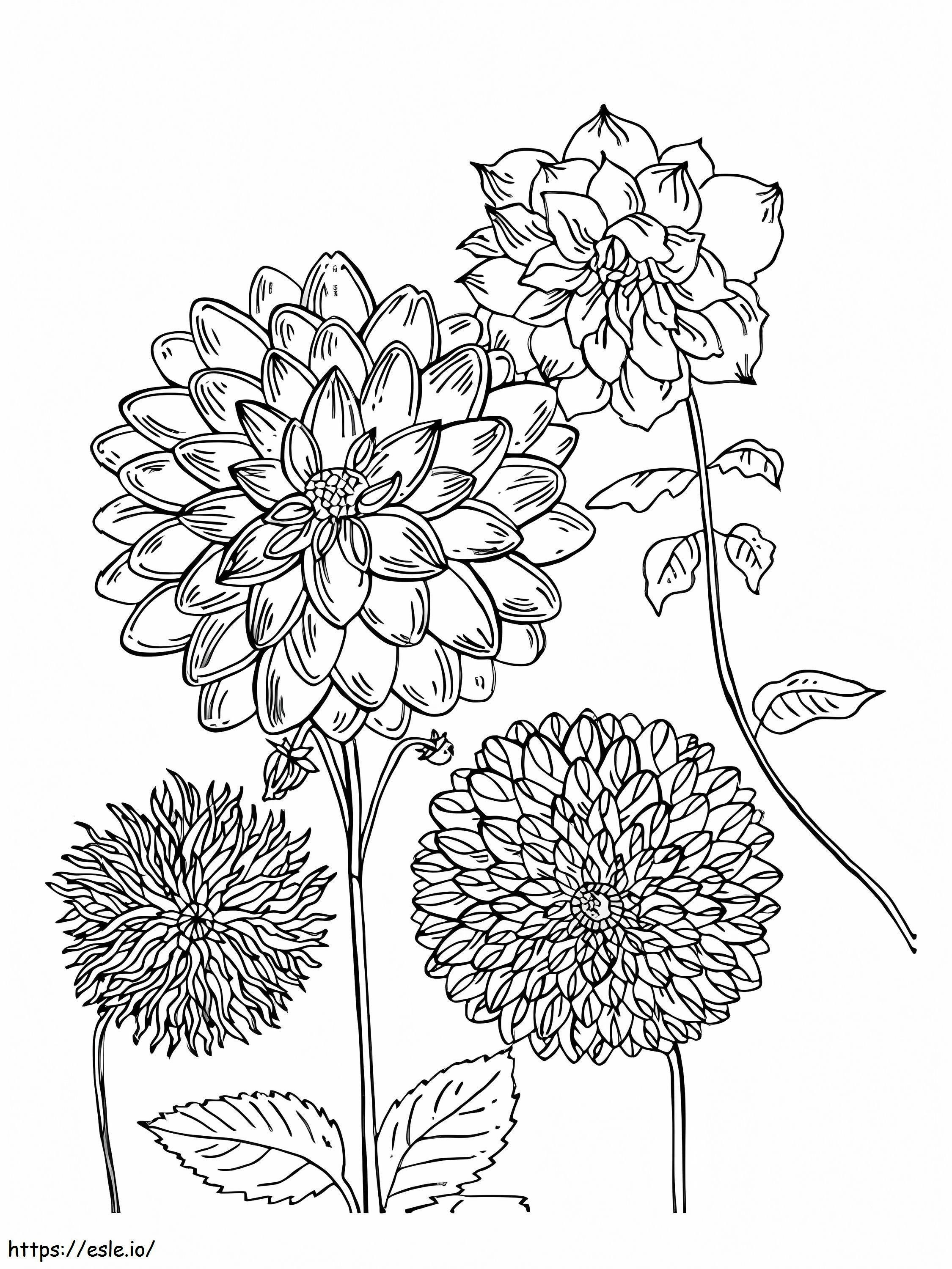 Afdrukbare Dahlia-bloemen kleurplaat kleurplaat