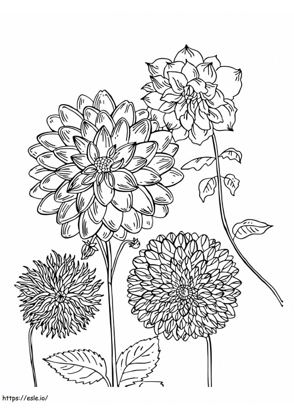Printable Dahlia Flowers coloring page