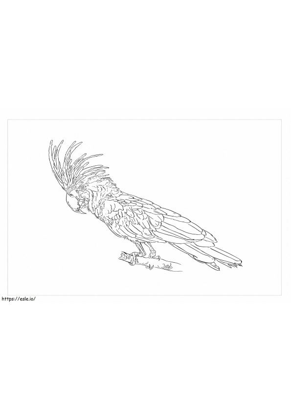 Desen de mână papagal de colorat