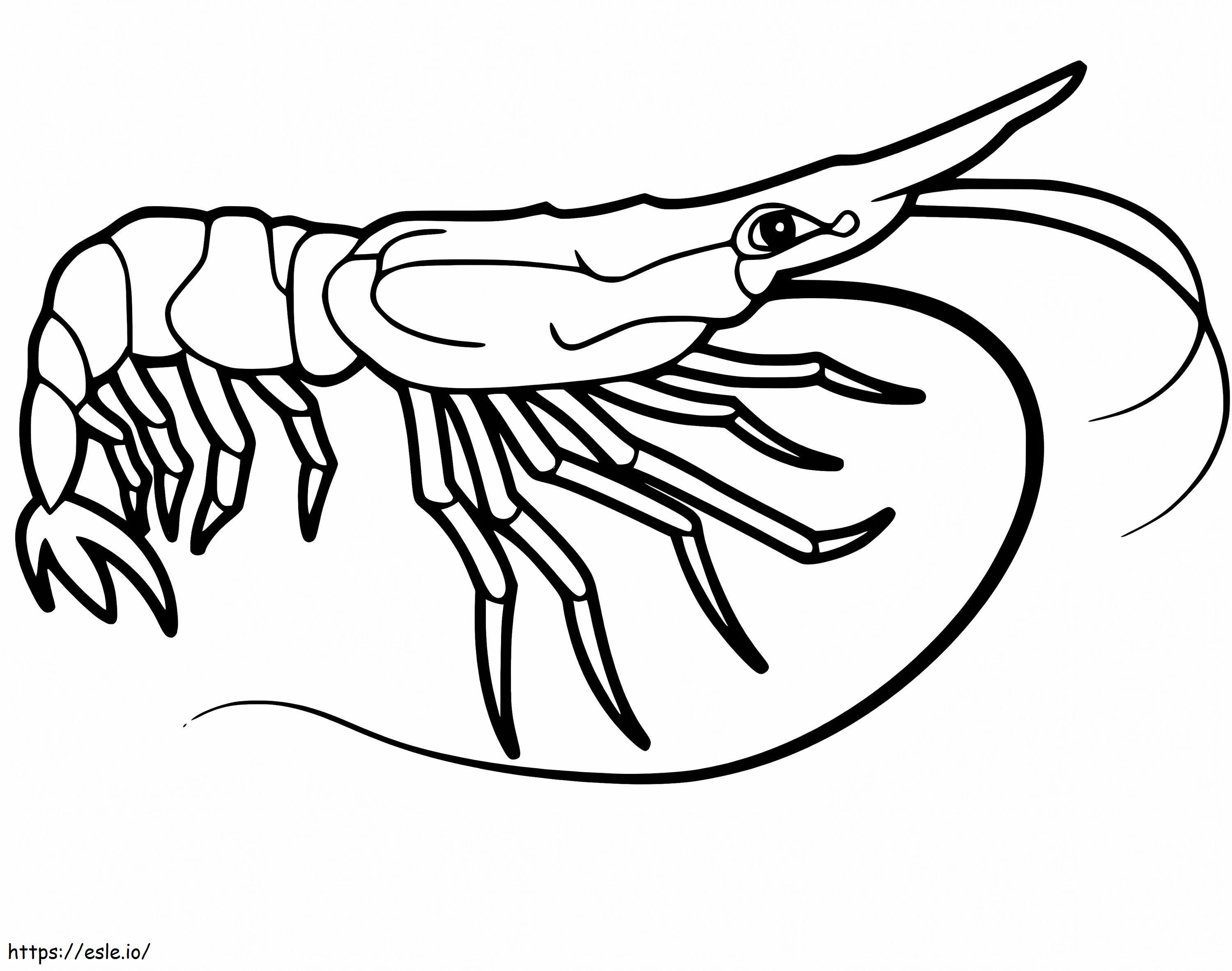 Whiteleg Shrimp coloring page