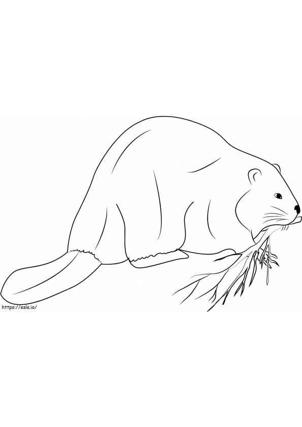 Castor géant