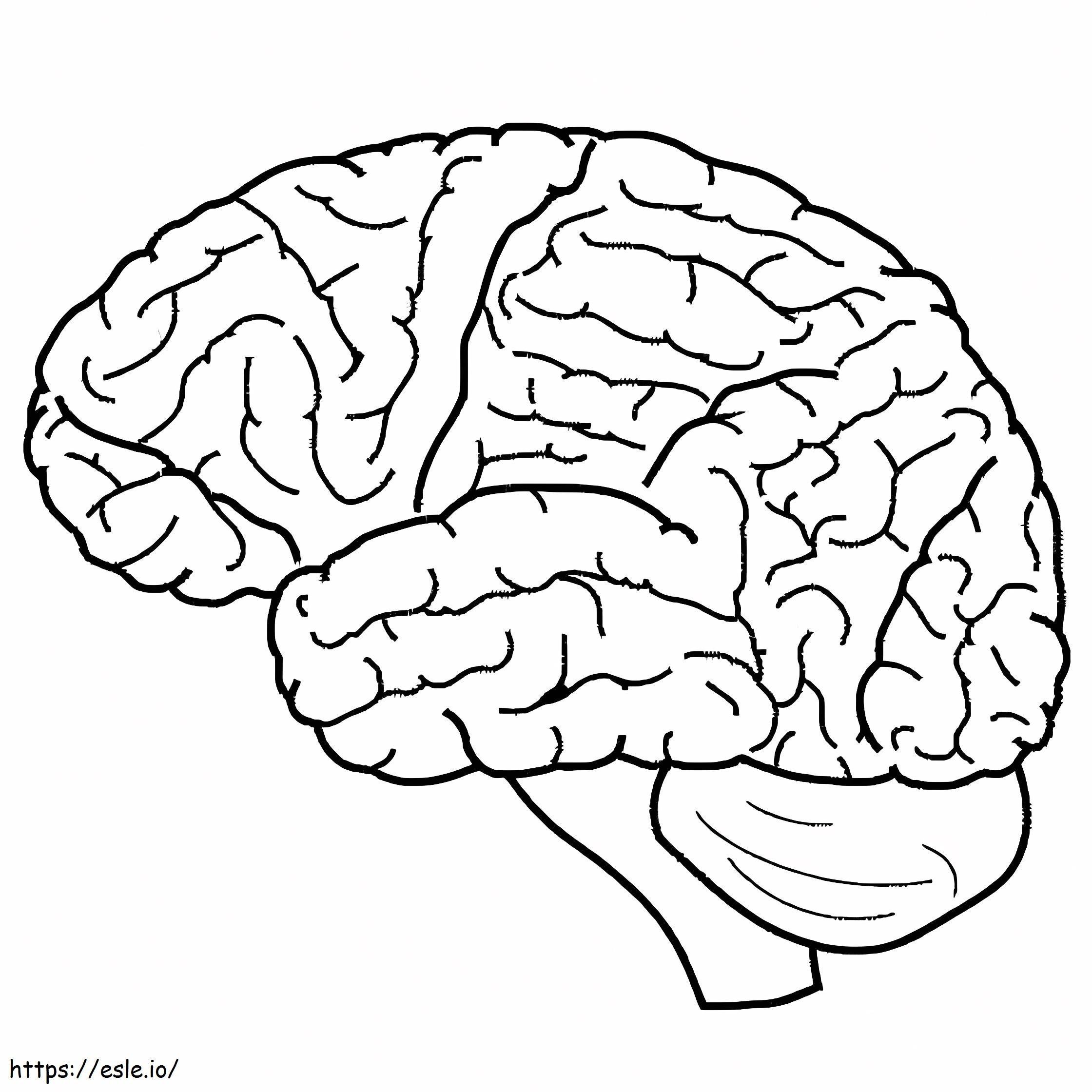 Normaalit ihmisen aivot värityskuva