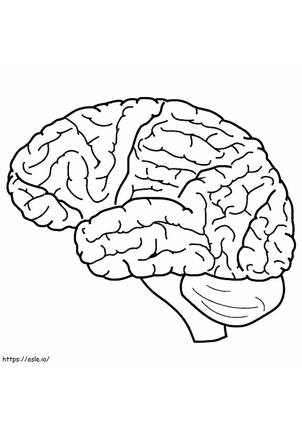 Normal Human Brain coloring page