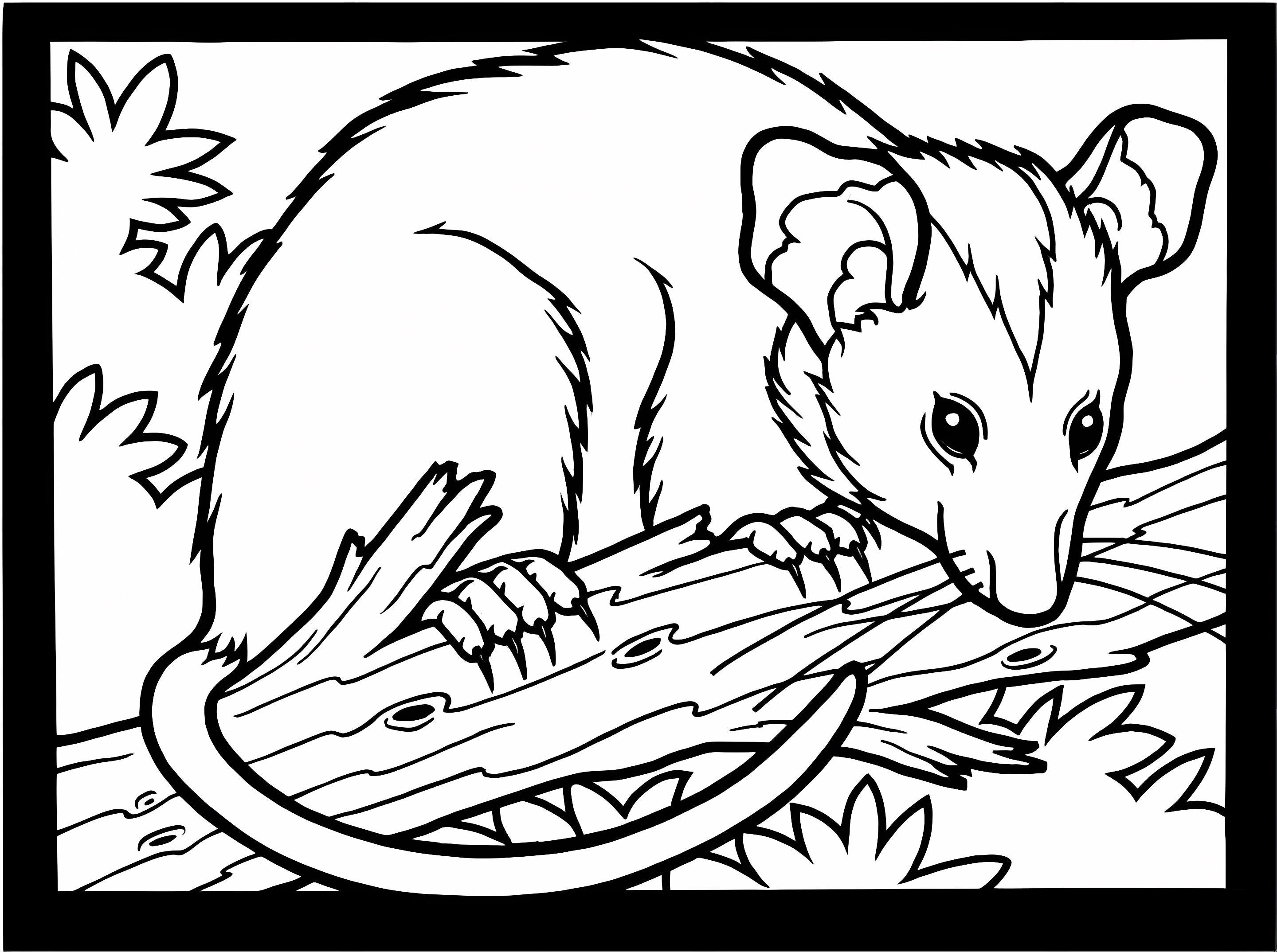 Coloriage Opossum sur une branche à imprimer dessin