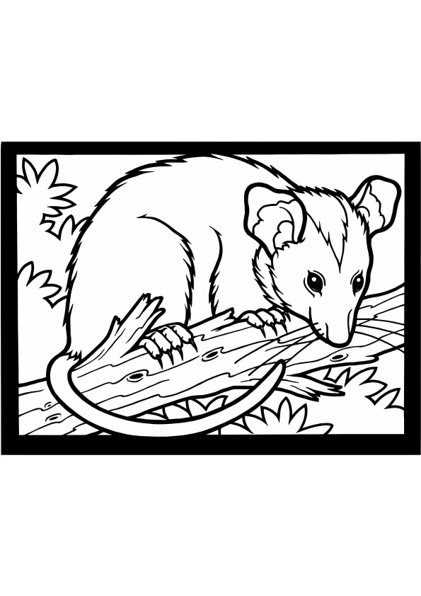 Coloriage Opossum sur une branche à imprimer dessin