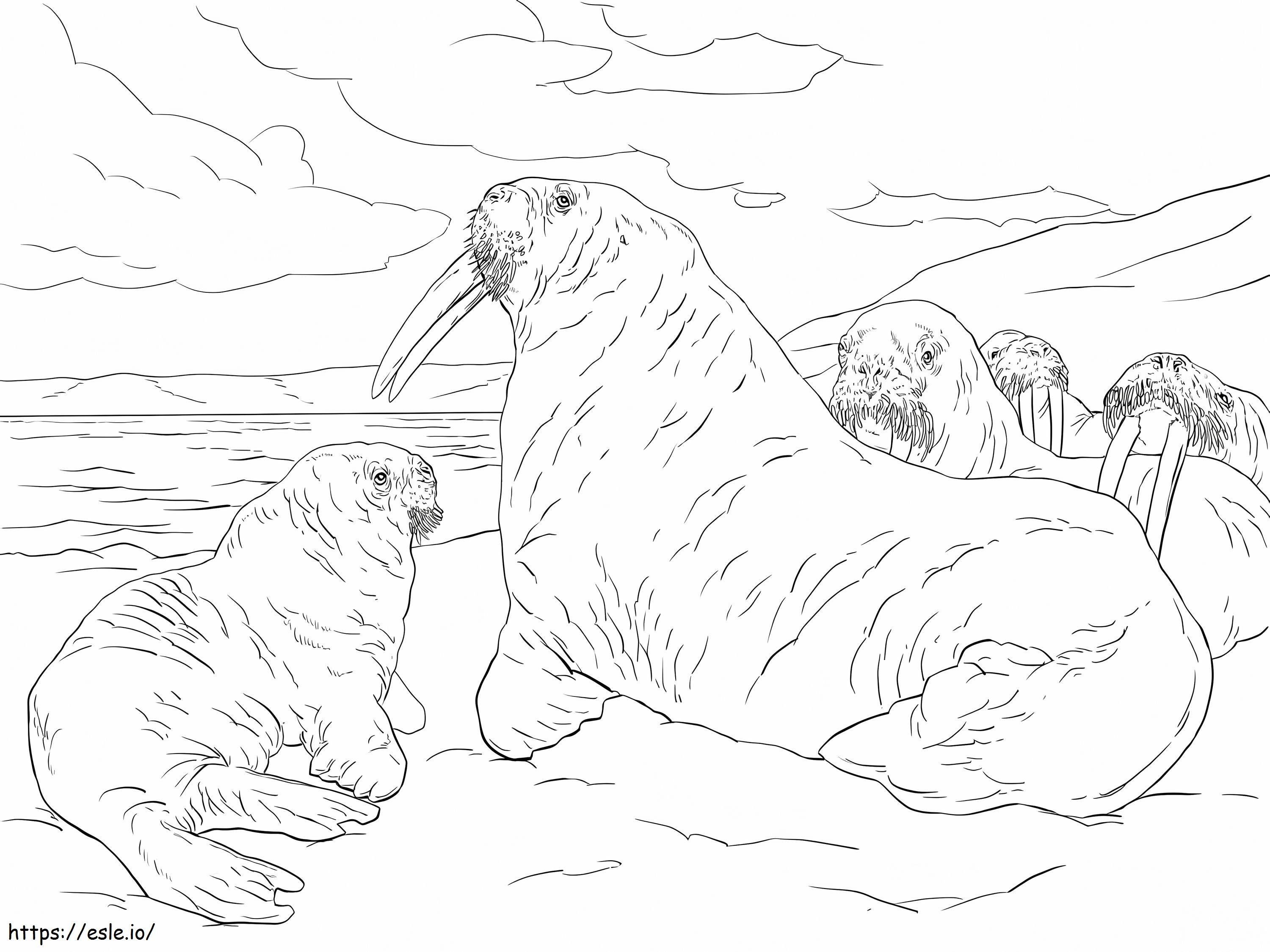 1562657972 Family Of Walrus A4 E1600823538450 coloring page