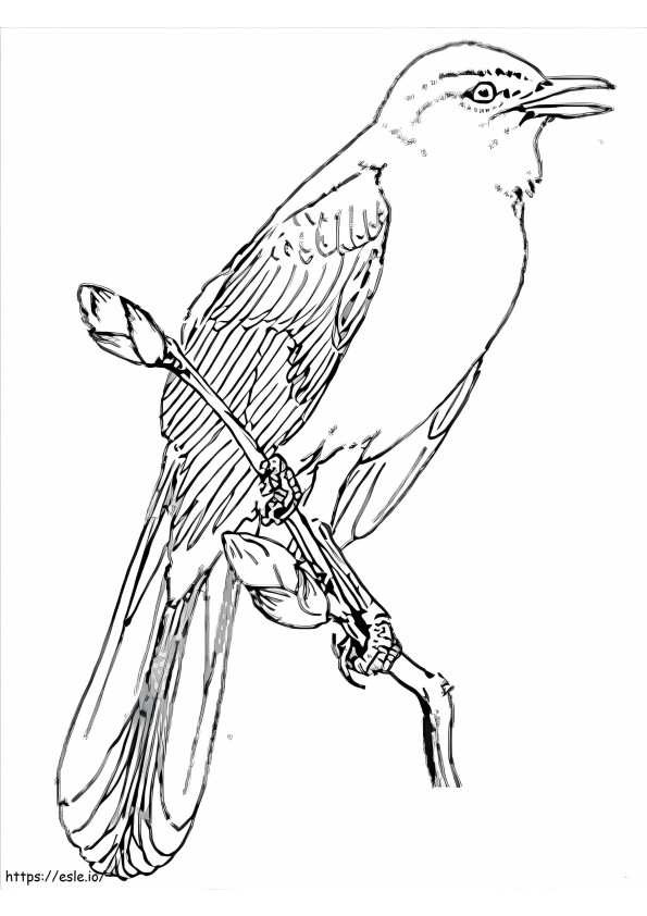 Stunning Nightingale coloring page